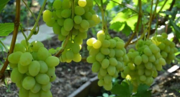 Popis a charakteristika, odolnost vůči chorobám odrůdy daria a pravidla pěstování